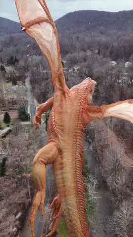 Real or fake? 🙌🙃 . One more work in progress test flight of our Tam 3D model. This time combined with footage I shot from a drone in Upstate NewYork . Remember you can support our shortfilm project on Patreon/DragonandMe . Project @dragon.and.me  Modeling, texturing, animation @rid.bio  Rigging @truongcgartist  . #Dragon #reptile #zbrush #lizard #sculpt #iguana #vfx #sculpting #3dart #motiongraphics #dragonandme #maxon #maxonzbrush #redshift #redshift3d #zbrushcentral #maya3d #rigging #ragdolldynamics #animation #3danimation #mayaanimation 