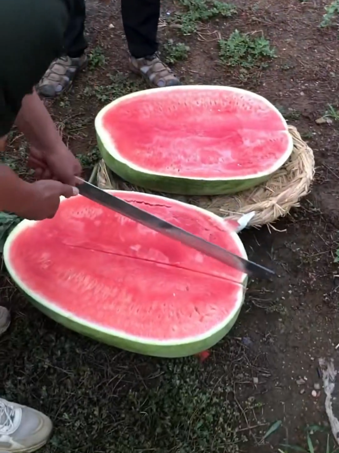Is this the largest watermelon in the word?! They look juicy as well!