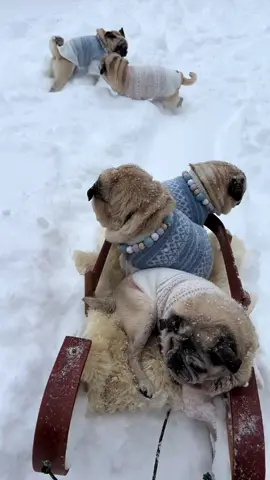 First snowfall of the season!!! Some of us enjoyed it more than others! 🤪😝#winterwonderland  ❄️☃️🛷 #maine  #theodoragrace #mavislouise #dashielldonovan #babyfritz #cubbychristopher #lovepugsandkisses 