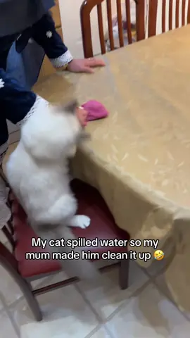 🤣🤣 #cat #catsoftiktok #desi #funny #fy #fyp #foryou #foryoupage 