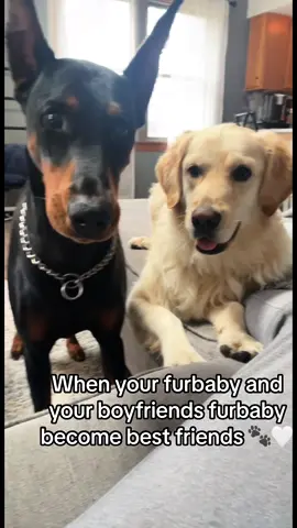 #BestFriends #dogsoftiktok #doberman #goldenretriever #dogbestfriend #dobermanandgoldentriever 