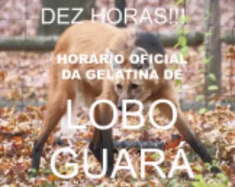 #10horas #dezhoras #horariooficial #meme #gelatina #loboguara #foryou #fy 