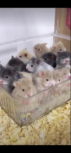 動くなよ！Dont move！ #ハムスター #hamster #hamstersoftiktok #funnyvideos #面白い動画 #cuteanimals #笑い #fyp #仓鼠日常 #可愛すぎる 