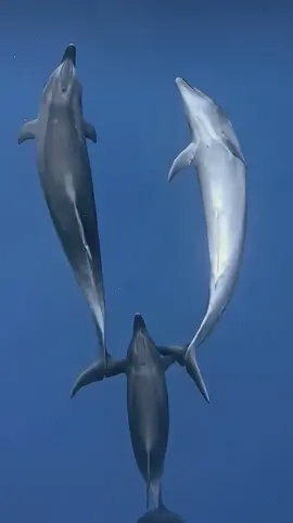 I never share anyone's content but this literally blew my mind and my heart! Watch this! WATCH IT! An awake dolphin (one behind) is guiding two sleeping dolphins (two front)!!! If dolphins went into a deep unconscious sleep (like us), they would stop breathing and suffocate or drown. So instead, one half of their brains sleep while the other half remains awake, so they can continue breathing. Dolphins usually remain motionless when sleeping but sometimes they swim slowly very close to other members of their pod (family) and sometimes, if you are lucky like here, you can witness a member guiding them in their sleep →how immensely lucky are we? what a gift to be alive on this planet with these amazing beings #ocean #underwater #underwaterphotography #underwaterlife #oceanlife #foryou #fyp 