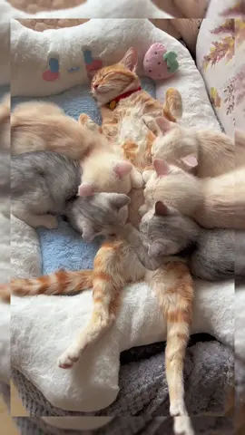 That's a mother's love. Do you agree?#cat #fyp #catvideos #catsoftiktok #cute #funnycat 