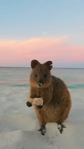 Happiest animal living on the happiest island in the world 🏝️ Meet the Quokka 🦘 a marsupial found in Western Australia on Rottnest Island  #quokka #rottnestisland #wathedreamstate #seeaustralia #rotto #traveltiktok 