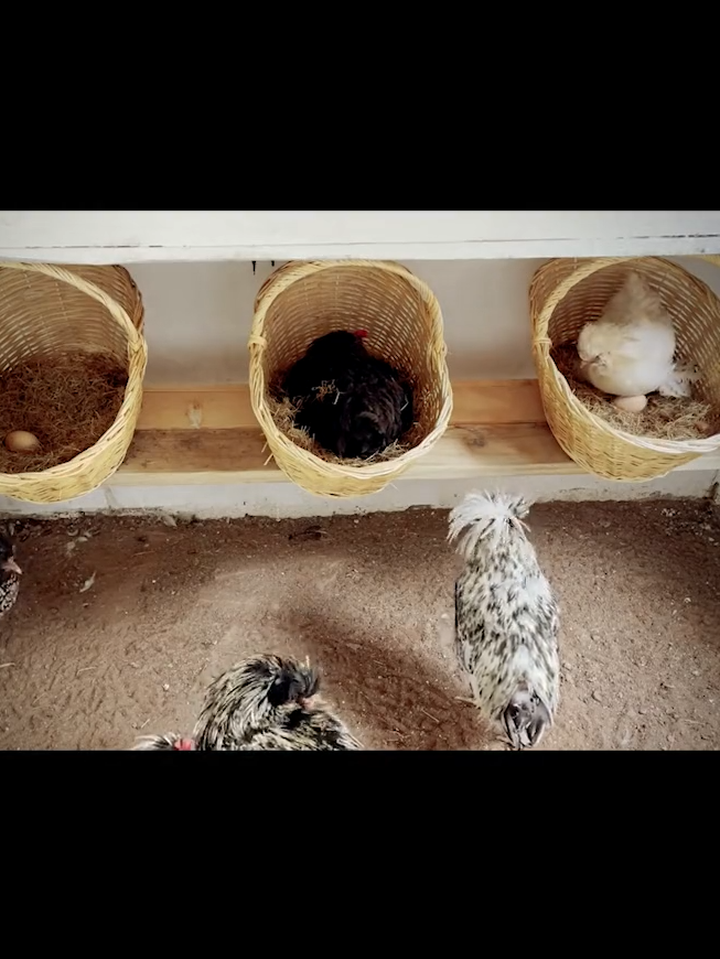 Making A Practical Chicken Nest From Baskets 😎 #DIY #idea #ideas #craft #handmade #homemade #creative #creativeideas