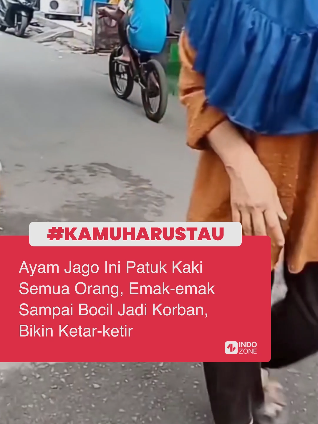 Seekor ayam jago yang potretnya diunggah oleh akun TikTok ayamkebon2 ini sepertinya sangat sensitif sekali ya. Bagaimana tidak, setiap ada orang yang lewat, langsung dipatok bagian kakinya, padahal sama sekali tak diganggu. Lihat saja, dalam beberapa video beredar, memperlihatkan bagaimana saat ayam jago di Cakung, Jakarta Timur itu langsung menyerang bagian kaki siapa saja yang melintas, salah satunya pengguna sepeda motor. Emak-emak, nenek-nenek, juga beberapa bocah yang sedang membeli jajanan juga jadi target patukannya tanpa ragu-ragu. Sontak saja, warganet yang menyaksikan pun langsung ikutan ketar-ketir, apalagi mereka yang pernah mengalami kejadian serupa, sampai-sampai dibikin trauma. Duh. Kamu juga pernah dipatuk ayam jago gak? Video: TikTok/ayamkebon2 [Baca berita dan informasi menarik lainnya hanya di www.indozone.id]