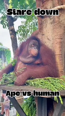 Ape vs Human - the ultimate showdown… #ape #monkey #monkeys #monkeyfunny #monkeyvideo #orangutans