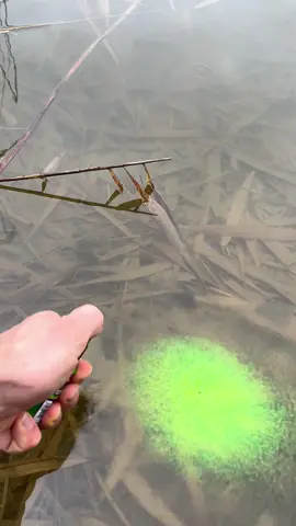 Cel mai tare dip pentru momeală, arc năditor sau method feeder. #senzorplanet #pescuit #methodfeeder #nada #fumigena #dipneon #fy #foryou #viral #feederfishing #carpfishing #pont #secret 