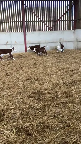 #عجول #ابقار_واغنام_وعجول #ابقار_حليب #اغنام #ابقار #عجو #schaf #kühe #🐂 #🐄🥛 #🐏 #🐄 
