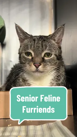 Cats only get more purrfect with age! Consider giving an older cat a retirement home this year. Visit nycacc.app to browse hundreds of adoptable NYC pets! #nycacc #boroughbred #adoptaseniorcat #adoptaseniorpet 