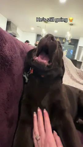 Woody’s many noises  #labrador #PetsOfTikTok #labpuppy #labradorretriever #fyp #viral #chocolatelab #longervideos #1min #insane #funnydog #loudass 