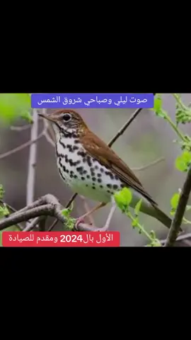 #سمن #صياد #موسم_صيد #عالم_الطيور #huntinseason #hunterxhunter #foryou #bird_sounds #huntingseason #hunter 