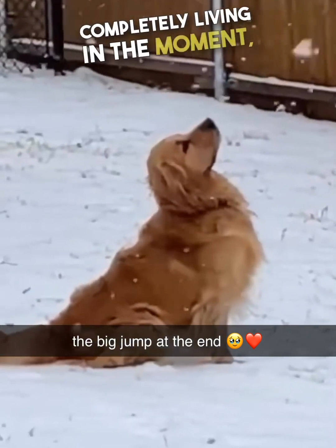 Animals are so pure ❤️❤️ #goldenretriever #dogs #goldenpuppies #dogsinsnow #snow #goldens #goldenlife #wholesomemoments #brennanrogers 🎥 (@nayhombre via @collab)