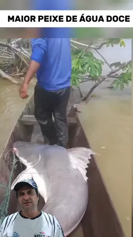 Rebojo de um peixe gigante #pescando #amazonas #pesca #rio #pescaria 