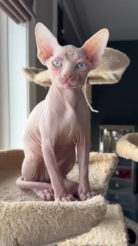 Sphynx Kitten “Mew” 12 weeks old #mew #sphynx #sphynxcat #cat #catsoftiktok #catlover #catlovers #viral #viralkitten #animallover #animallovers #blueeyes #kitten #kittens #kittensoftiktok 