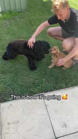 And the rest is history for these two! 🥰 Best friends forever.  #cockerspaniel #englishcockerspaniel #bringingdoghome #gettingseconddog #dogsibling #dogmeeting #dogintroduction #gettingadog #puppycominghome 