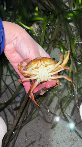 Granular claw crabs really pack a punch 😤 #crab #crabs #crabtok #marinebiology #fyp #foryou 