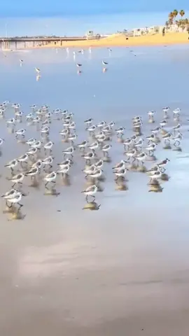 The little bird runs to the sea #scenery #foryou #tiktok 