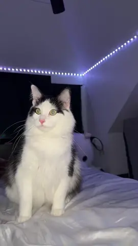 He just loves soft balls🖤 #mainecoon #mainecooncat #domesticlonghair #catsoftiktok #fyp #foryoupage #muslimcat #desicat #boyCat 