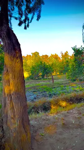 ننګرهار بټی کوټ ولسوالی#afghanistan🇦🇫 #ningrahar #foryou #viralvideo 