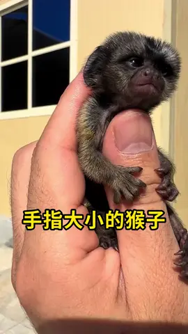 拇指大小的猴子，这是侏儒狨猴！#拇指猴 #科普 #涨知识