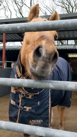 when you haven't finished drinking but think someone has treats!  #rescuehorse #horserescue #spanishhorse #quarrel #horsesoftiktok #horse #funnyhorse #fyp #manytearsanimalrescue #manytearsrecue #animalrescue 