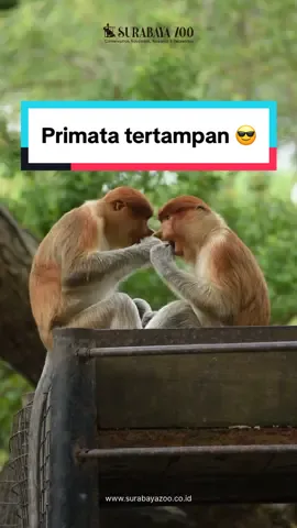 Memiliki nama latin nasalis larvatus, inilah fakta unik bekantan 😉 #kebunbinatangsurabaya #surabayazoo #fypシ #faktauniksatwa #animalfact #pkbs #banggasurabaya #kbs 
