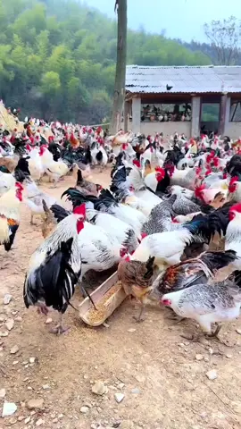 Are you patient enough to rear cockerels for 5-6 months before selling them? This breed will test your patience. It's not a sharp, sharp kind of investment option. #cockerel #poultry #investment #investors 