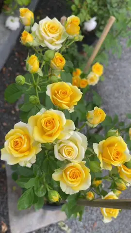 #กุหลาบสายพันธุ์ Yellow Fair กุหลาบพุ่ม สีเหลือง น่ารักมากมาย..มองข้ามได้ไง🥹🥹ขยายพันธุ์ด่วนจร้าาาา#กุหลาบในสวน #สวนกุหลาบ Rose Valentine #กุหลาบเชียงใหม่ 🌹🌹