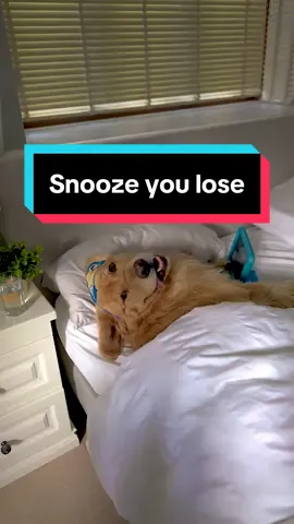 Brushing my teeth is a race🏁😳 #goldenretriever #doglife #funnydog 