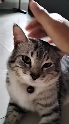 🥲 #majikankucing #kucinggemoy #kucingtiktok #cat #kitten #anabul #soundviral  #britishshorthair #kucingbelang #britishshorthairbelang #gemoy #comel #siwon강시원  #catlover #jambipride #jmbi24jam #fyp #fyppppppppppppppppppppppp 