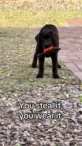 You steal it you wear it. I dont make the rules  #labrador #PetsOfTikTok #labpuppy #labradorretriever #fyp #viral #chocolatelab #longervideos #1min #puppytiktok #youstealityouwearit #thief 