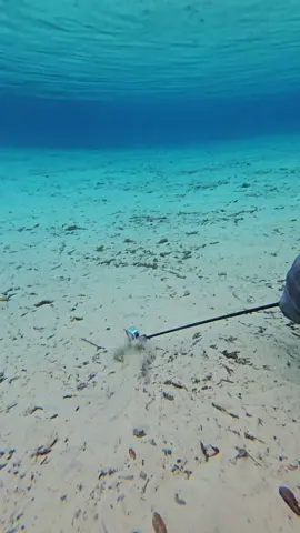 Victoria left her GoPro on the ground to fix her goggles I look down and a sneaky potato came and picked up the GoPro... like how 😂😭 #fyp #gooutside #florida #floridasprings #manatees #manateetiktok #funny  #environment #floridatravel 