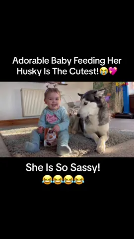 She loves to feed her!😂💖. #husky #dog #dogs #cutevideo #cuteanimals #siberianhusky #animal #dogvideo #huskies #kidswithdogs #babyanddog #siberianhuskies #newbaby #babyvideos #milperthusky 