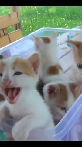 Cute Kittens Meowing 😻🐱 #kitten #meow #kittensoftiktok  #meowing #kittentok #fypシ 