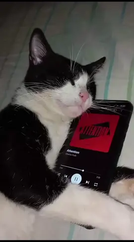 #attention #charlieputh #music #cat #songs #foryoupage #viral