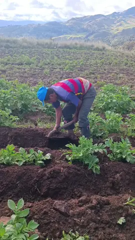 🫡Son los agricultores de Yaureccan , San Antonio y Cconocc Churcampa Huancavelica que se dedican a la siembra, cultivo y cosecha de papas. Estos trabajadores se encargan de preparar la tierra, sembrar las semillas, cuidar de las plantas durante su crecimiento y finalmente recolectar las papas cuando estén listas para ser cosechadas. Además, estos trabajadores del campo también se encargan de realizar otras labores relacionadas con el cultivo de la papa, como el riego, la fertilización y la protección contra plagas y enfermedades. Estos verdaderos trabajadores del campo son fundamentales para mantener la producción de papa, ya que su expertise y conocimiento sobre el cultivo son fundamentales para obtener cosechas exitosas. Es importante reconocer y valorar el trabajo de estos agricultores, ya que su labor contribuye de manera significativa a la alimentación de la población y al desarrollo económico de las zonas rurales.#huancavelicaperu #porlasrutasdelperu🇵🇪👈❤️🤍❤️ #Churcampa 