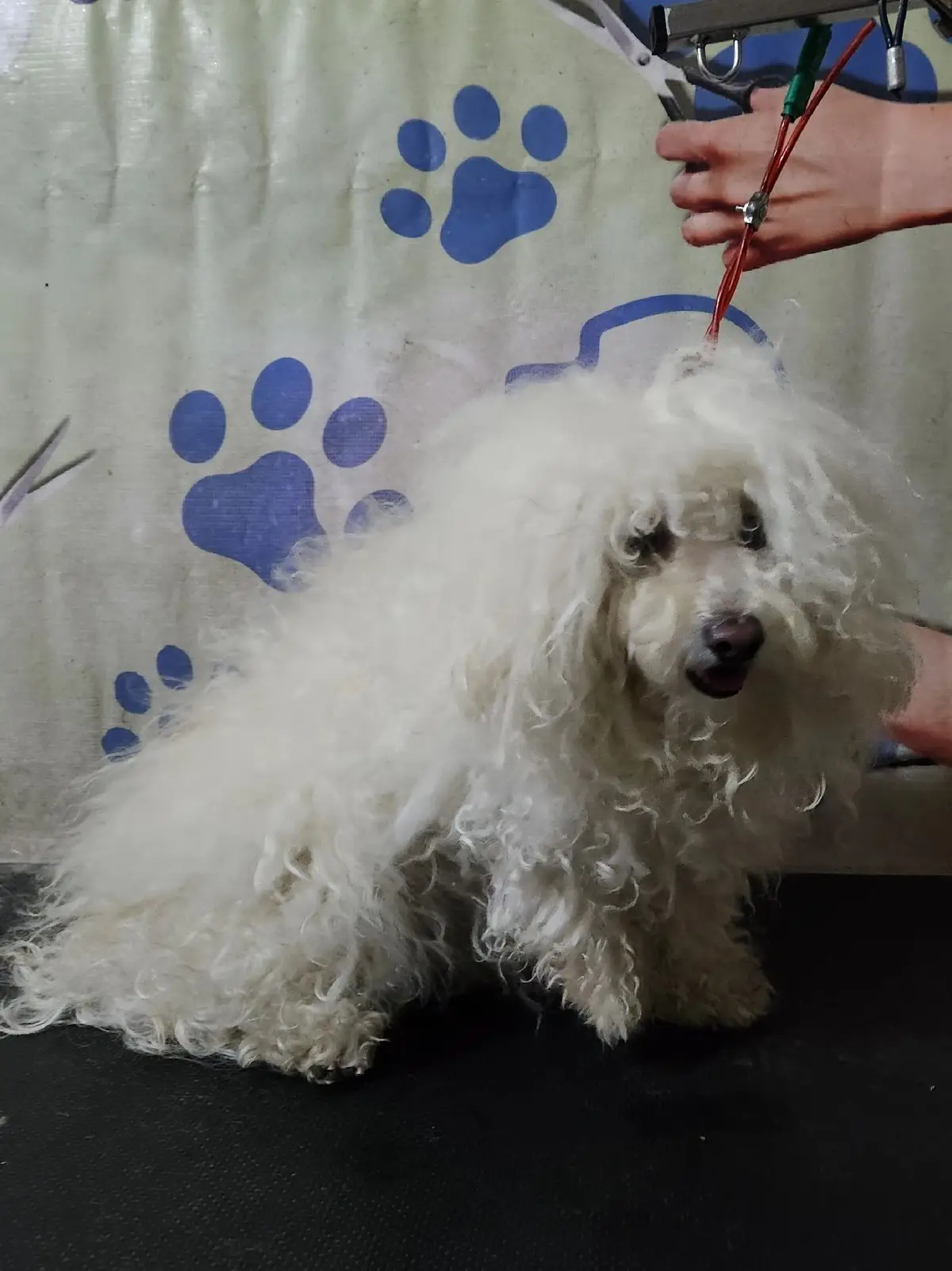 Baño y corte quedo bella ella 🐩🥰