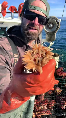 Do Sea Anemones have Symbiotic Relationships with Rock Crabs?Let’s find out! #fyp #crab #ocean #natgeo #friendliestcatch #crabs #seafood #oceanlife #sea 