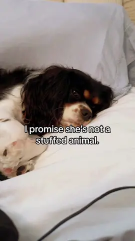 Its so odd that dogs sleep with their eyes open! 🤭 #cavalier #kingcharlescavalier #kingcharlescavalierspaniel #dogsoftiktok #fyp #remsleep #dogssleeping #funny #bloopers #excusemewhyareyousocute #iwasbornlikethat #carmenthecavapup 