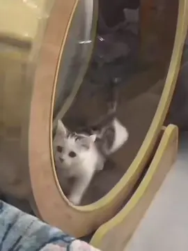 😹