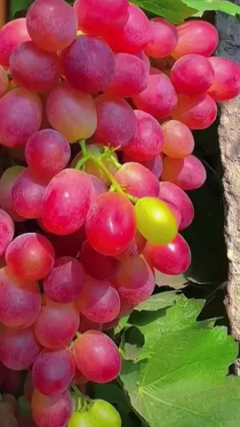 👩🏻‍🌾🫠👍🏻 I like eating grapes🍇 #relax #travel #garden #fruit 