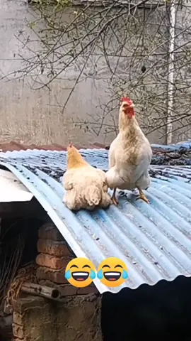 pas banget jatuhnya.. 🤣🤣🤣 #videolucu #videolucutiktok #videotiktoklucu #funnyvideo #hiburansemata #foryourpage #fypシ゚viral #fyp #tiktokindonesia 