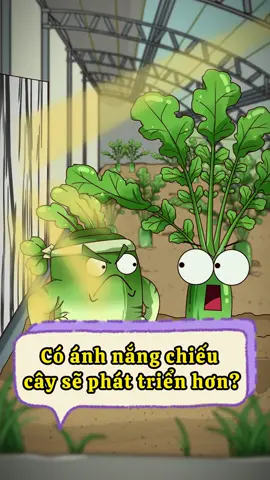 Cây cần ánh nắng mặt trời? #anhnongdancartoon #nongtraivuive #traicaybietnoi #hoathinhhay #LearnOnTikTok #kienthuc #fyp 