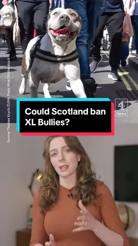 The Scottish government has told people not to buy or take in XL Bullies as it reviews its policies on the dog, which has been linked to violent attacks across the UK. #xlbully #xlbullies #xlbullyban #dogs #uknews #Scotland #c4news 