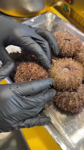 Sea urchins are spiny, globular echinoderms in the class Echinoidea. About 950 species of sea urchin are distributed on the seabeds of every ocean and inhabit every depth zone from the intertidal seashore down to 5,000 meters. The spherical, hard shells of sea urchins are round and covered in spines. Sea urchin is served in a variety of forms across many cultures. In Japanese restaurants it is often served raw, with rice, or tucked into dumplings. It's also popular in Mediterranean cuisine where you will find sea urchin blended into sauces, tossed with pasta, or spread on crostini. #EduTok