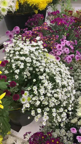 Bunga fresh yang ada di pekanbaru😍🫶🏼#bungafresh #bungapekanbaru #flowerspku #koreanbouquet #bungaartificial #fyp #pekanbaru 