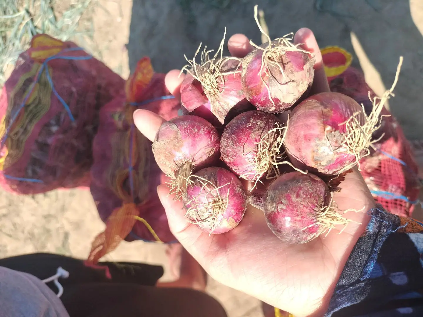 RED ONION FOR SALEEE🥰  -80 pesos per kilo po LOCATION: Bayambang